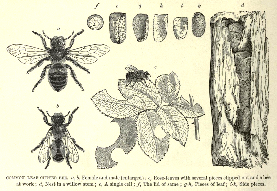 Leafcutter Bees